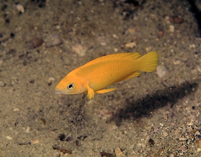 Neolamprologus leleupi 'Cape Tembwe'